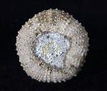 Tetragamma malbosi (AGASSIZ & DESOR 1846) - Bild © FossNet FossilienStore